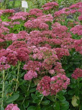 pot sedum autumn fire